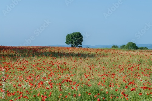 Fototapeta Naklejka Na Ścianę i Meble -  Mohnblumen auf einem Feld im Frühling