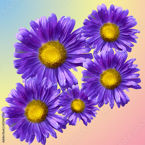 Blue daisies on a lilac background