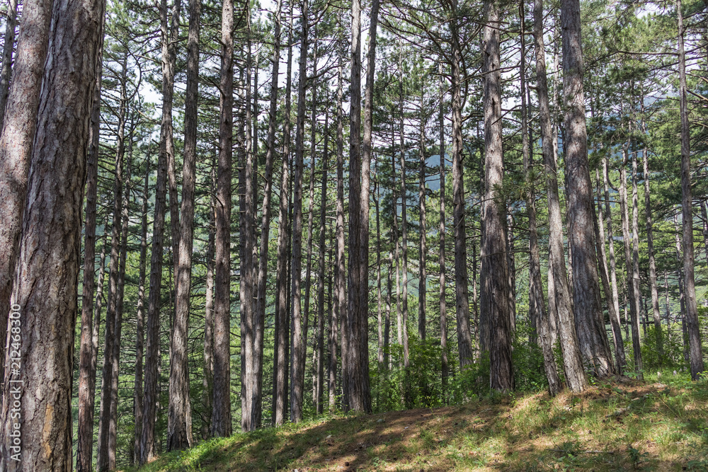 The texture of the forest with long high tree trunks The texture of the forest with long high tree trunks