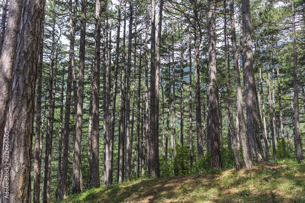 The texture of the forest with long high tree trunks