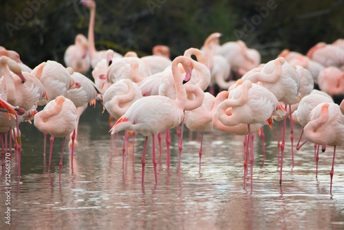 Flamingos in der Camarque in Frankreich © Berit Kessler