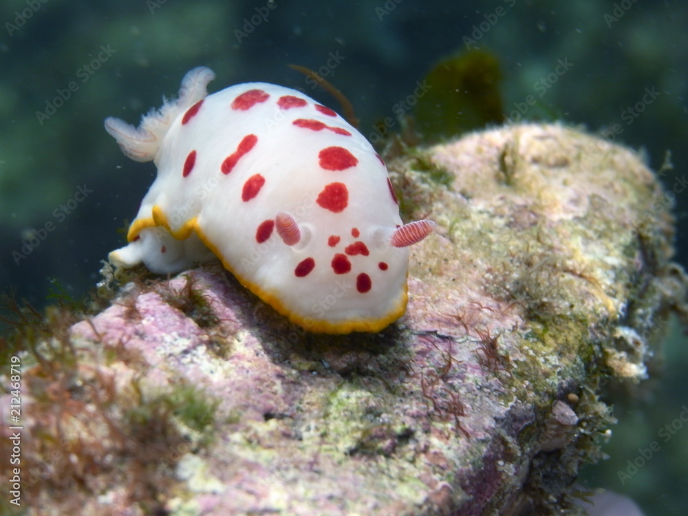 White Nudibranch with red dots and yellow fringe-Splendid Chromodoris-Chromodoris splendida at Fly Point, Nelson Bay, Port Stephens, NSW, Australia White Nudibranch with red dots and yellow fringe-Splendid Chromodoris-Chromodoris splendida at Fly Point, Nelson Bay, Port Stephens, NSW, Australia