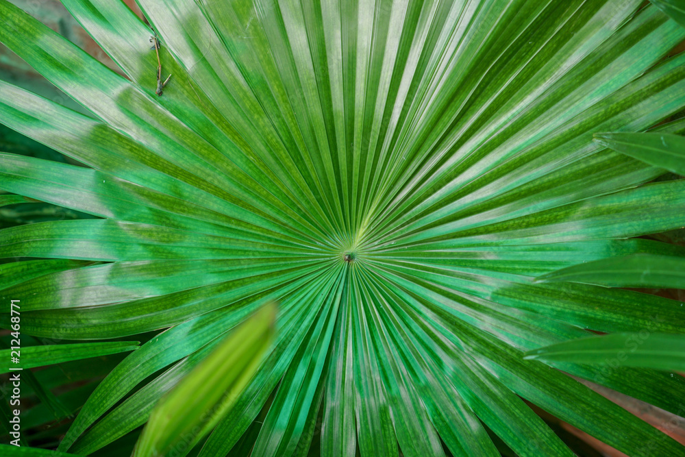 leaves pattern background. leaves pattern background.