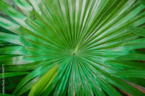 leaves​ pattern ​background.