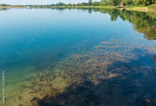 Summer lake calm rushy shore. © wildman