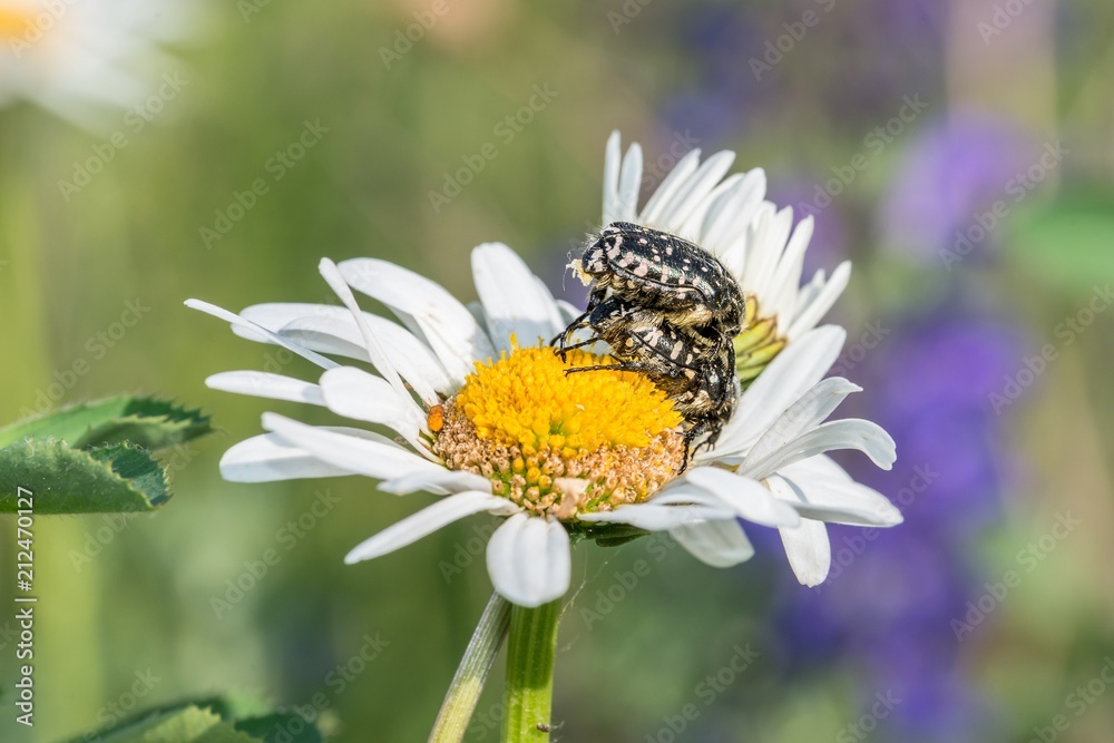 Obraz premium Trauer-Rosenkäfer auf einer Blumenwiese, Deutschland