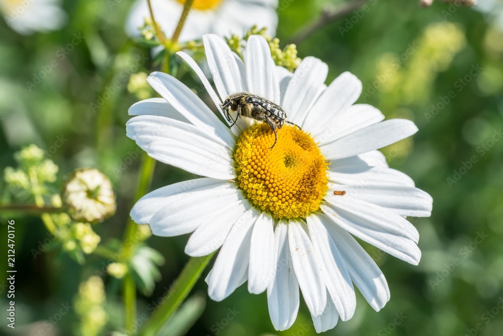 Trauer-Rosenkäfer auf einer Blumenwiese, Deutschland