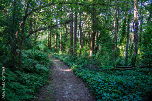 Path At The Park