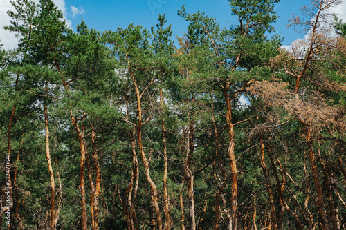 Wallpaper and nature landscape background. A grove of pine trees planted. Neat clean pine forest, the trunks and bark of young trees in a plantation photo