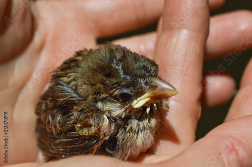 little bird in the hand