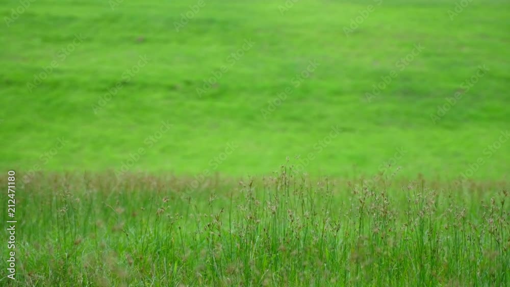 A beautiful green grass field with small flowers A beautiful green grass field with small flowers