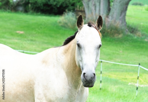 Staring Horse