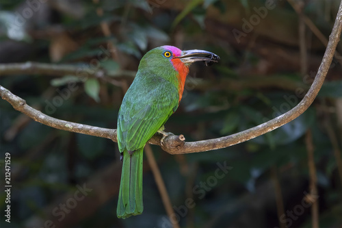 The red-bearded bee-eater (Nyctyornis amictus) is a large species of bee-eater found in the Indo-Malayan subregion of South-east Asia. This species is found in openings in patches of dense forest.