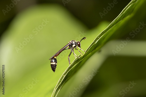 Hornets are classified as bees. Because of the iron and the similar life. The insect is a pair of waist wings, two pairs of wings. photo