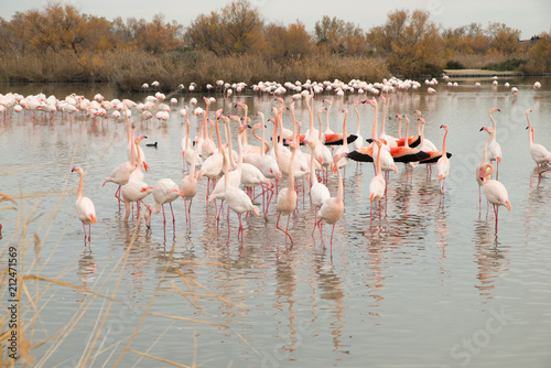 Flamingos in der Camarque in Frankreich