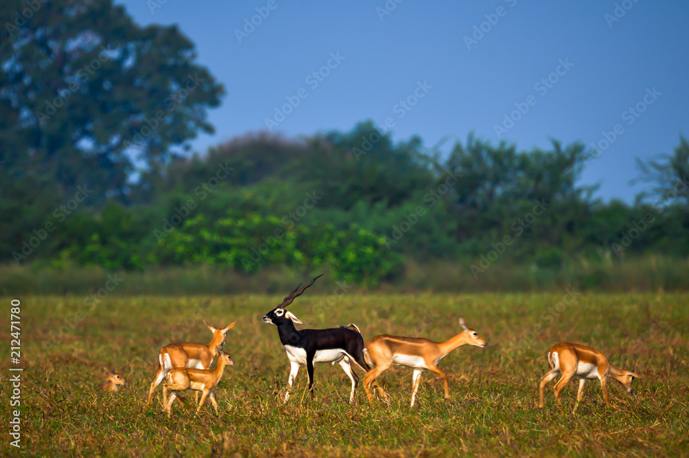 The blackbuck, also known as the Indian antelope, is an antelope found in India, Nepal and Pakistan. The blackbuck is the sole extant member of the genus Antilope The blackbuck, also known as the Indian antelope, is an antelope found in India, Nepal and Pakistan. The blackbuck is the sole extant member of the genus Antilope