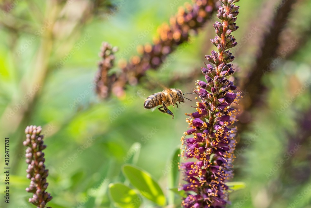 Biene beim Honig sammeln an den Blüten eines gewöhnlichen Bastardindigo Baum