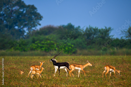 The blackbuck, also known as the Indian antelope, is an antelope found in India, Nepal and Pakistan. The blackbuck is the sole extant member of the genus Antilope