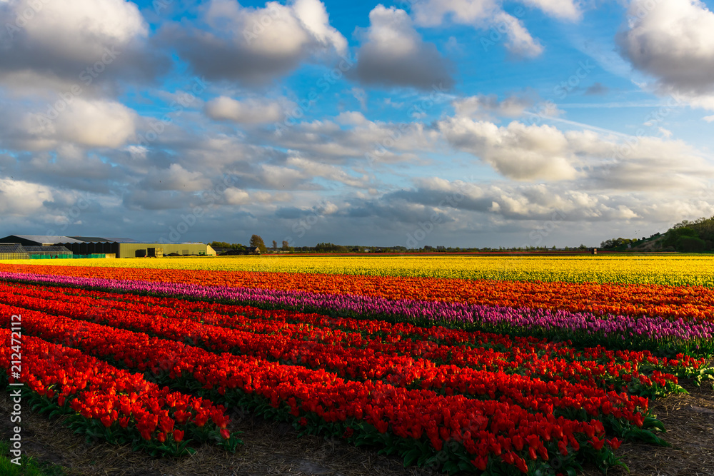 Landscape in Holland with tulips field