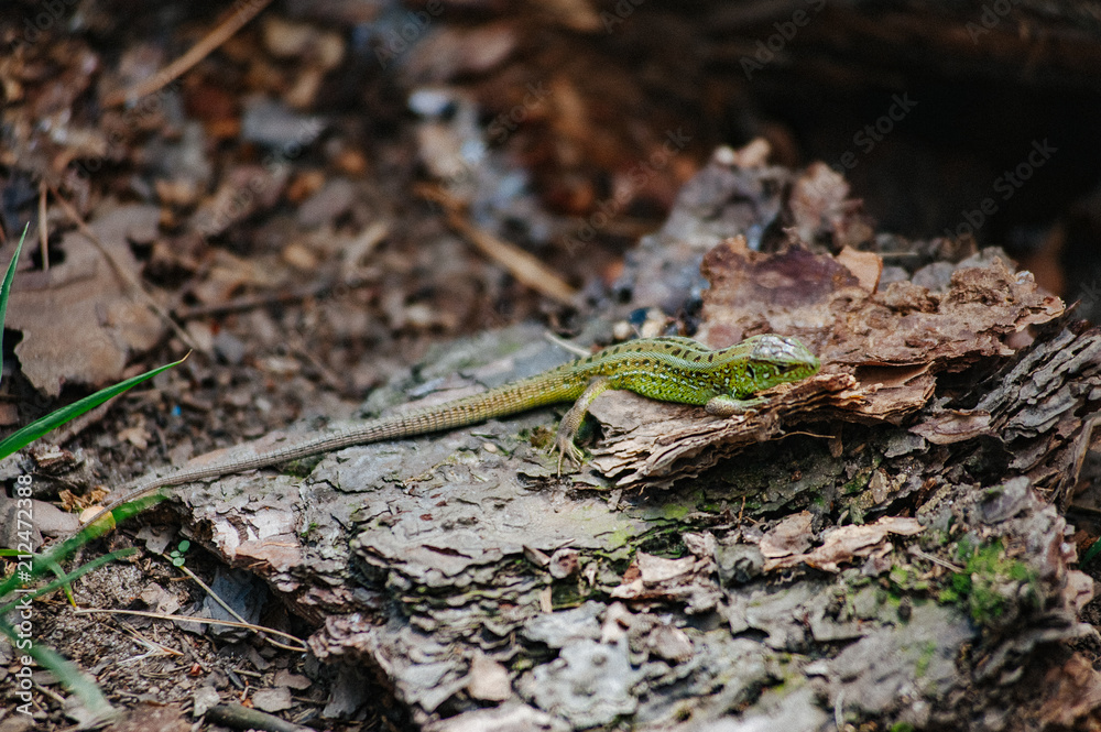 Green lizard in the pine forest. Reptile on a background of pine bark. Nature habitat, widespread diurnal and mainly insectivorous land reptile with a long brittle tail. Wallpaper Green lizard in the pine forest. Reptile on a background of pine bark. Nature habitat, widespread diurnal and mainly insectivorous land reptile with a long brittle tail. Wallpaper