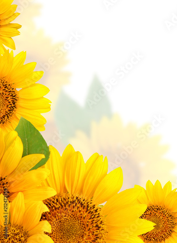 Fototapeta Naklejka Na Ścianę i Meble -  Frame of sunflowers on a white background. Background with copy space.