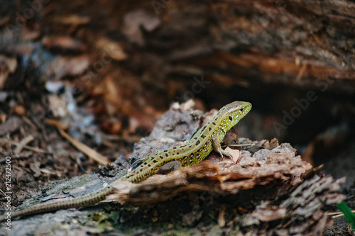 Green lizard in the pine forest. Reptile on a background of pine bark. Nature habitat  widespread diurnal and mainly insectivorous land reptile with a long brittle tail. Wallpaper