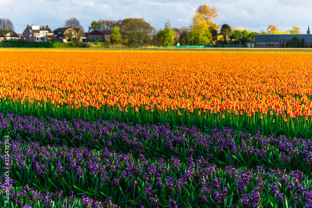 Flowers tulips field in Holland Flowers tulips field in Holland
