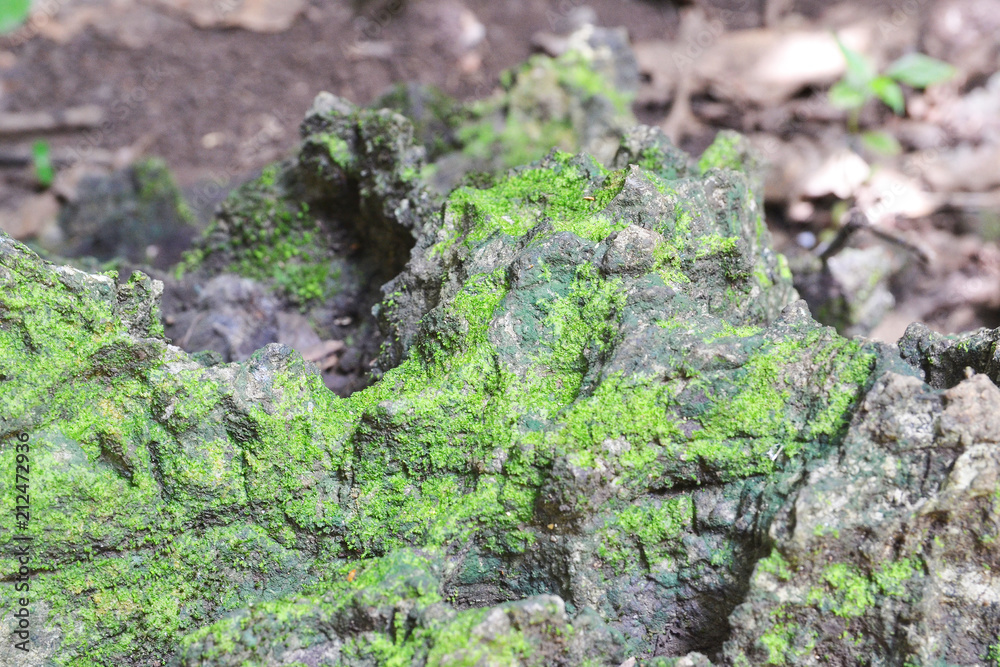 stone covered with green lichen