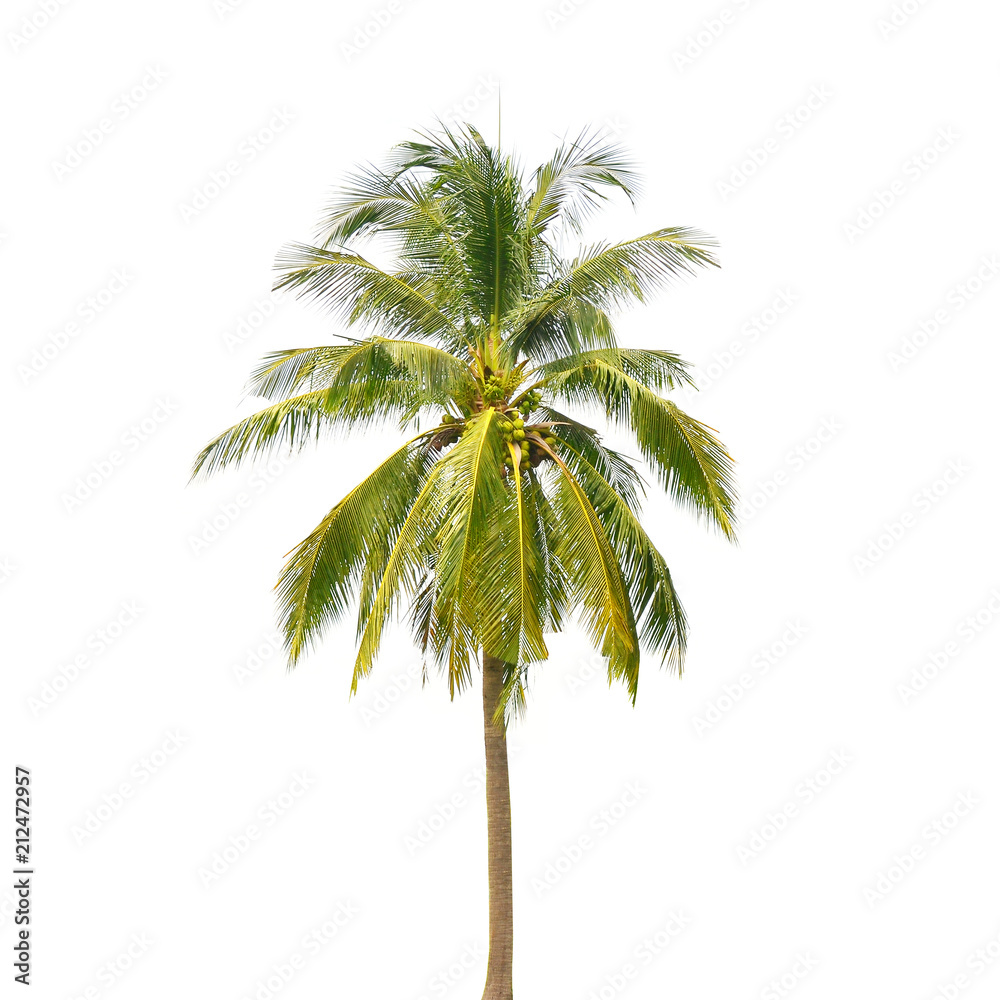 Fototapeta premium coconut palm tree isolated on white
