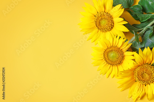 Beautiful sunflowers on yellow background.View from above. Background with copy space.
