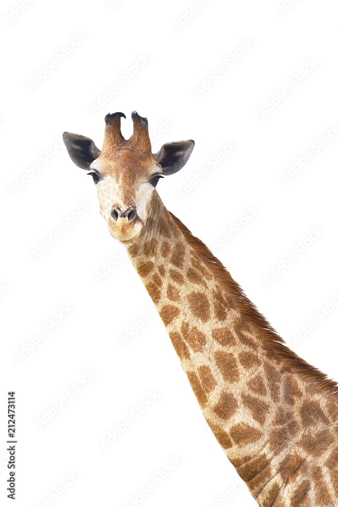 Obraz premium cute giraffe
