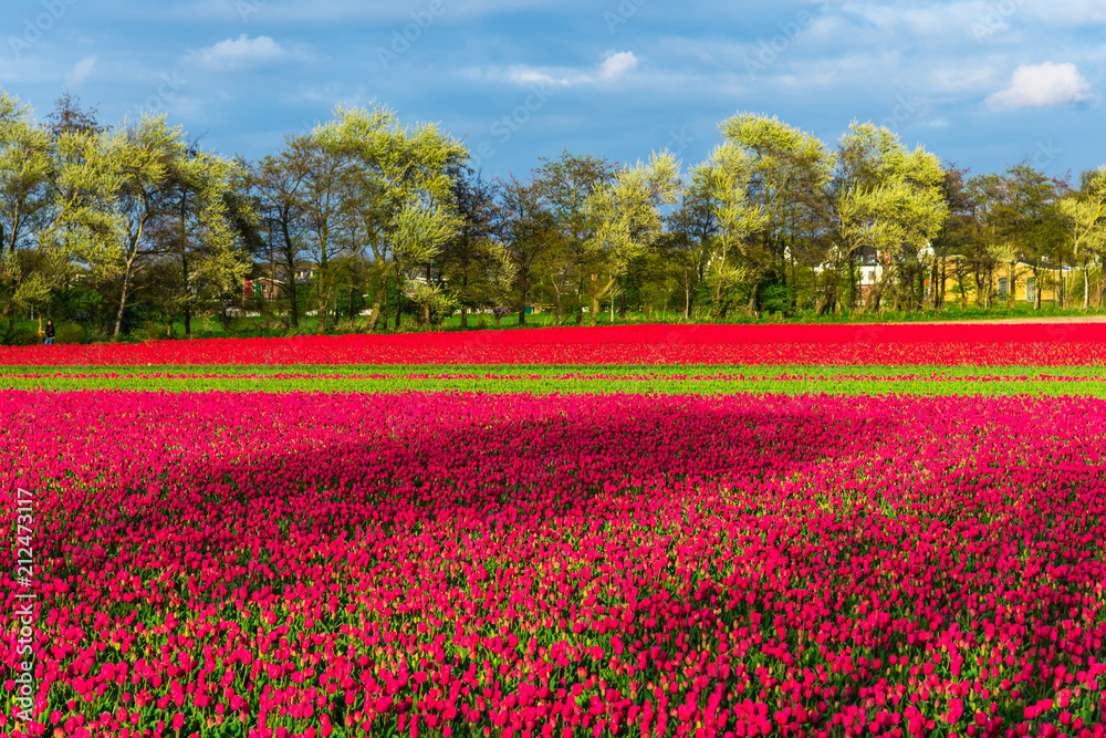 Colors of tulips field