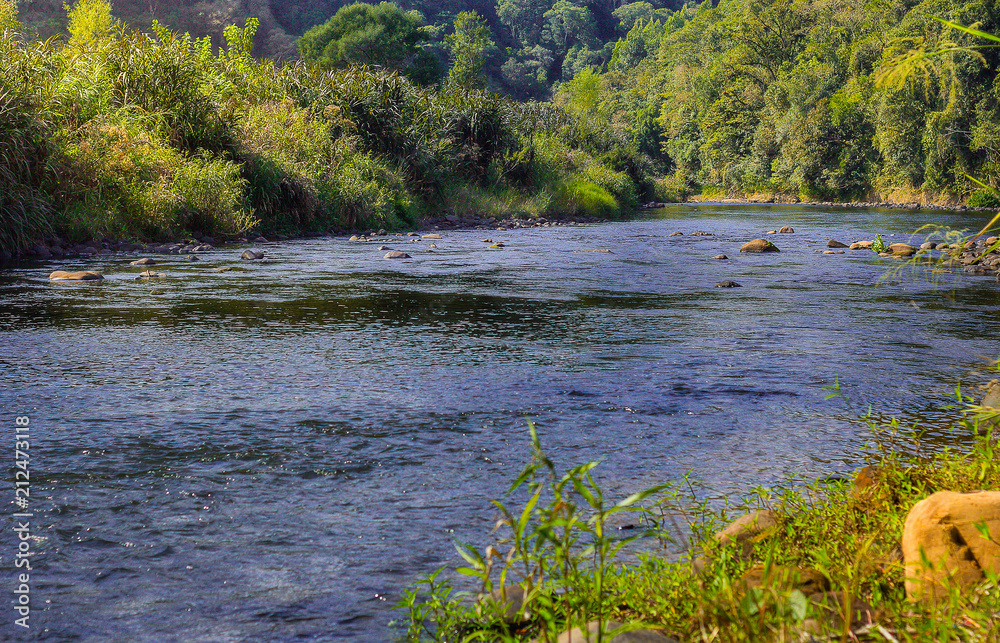 Small river in forest