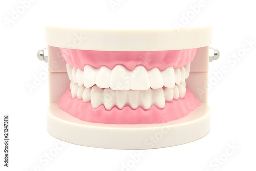 dental teeth model isolated on white