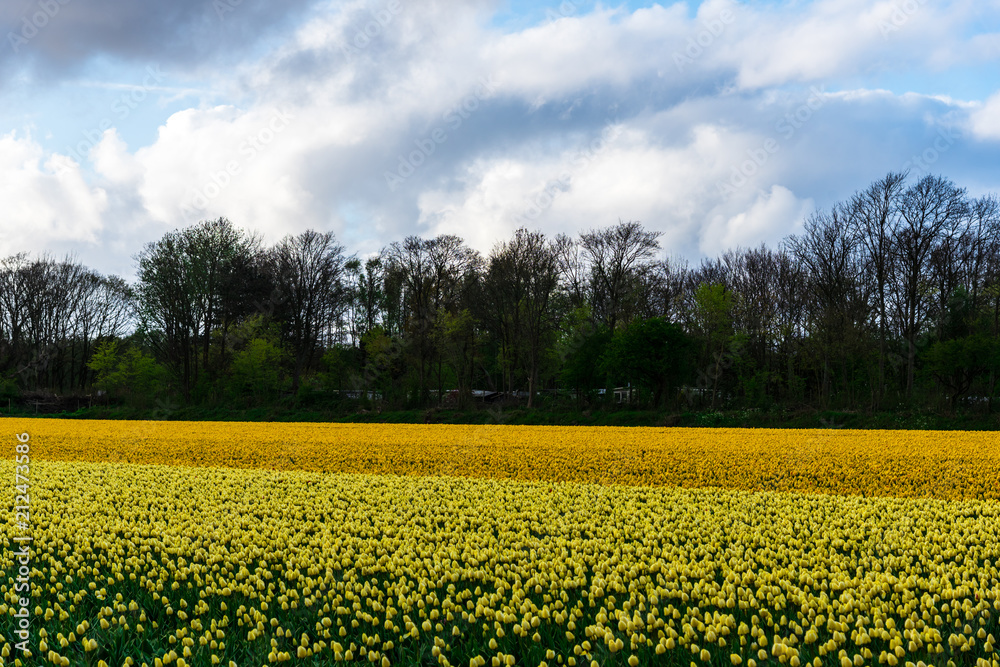 Tulips field