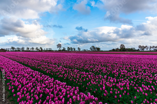 Tulips field in holland