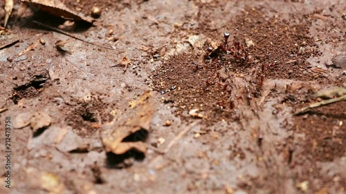 Close-up shot of an ant trail in Karura Forest, Nairobi, Kenya. photo