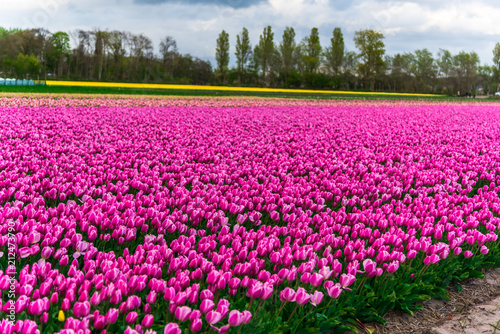 Tulips flowers field