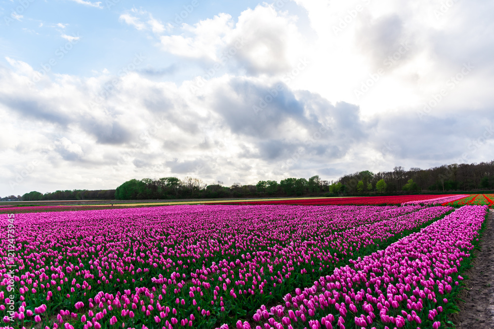 Pink tulips field