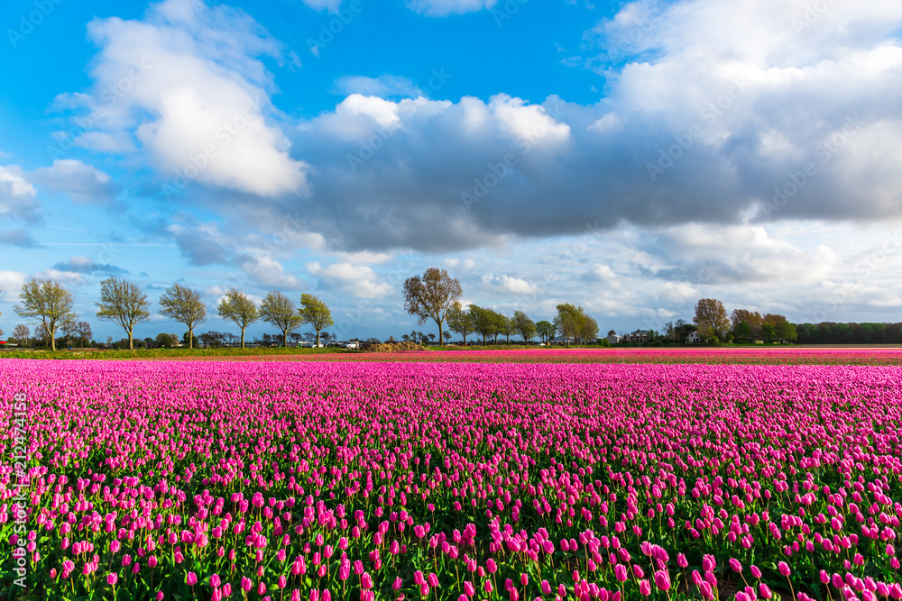 Pink tulips field