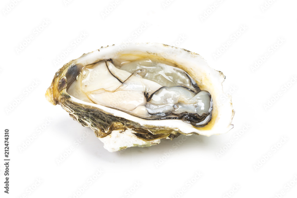 Oysters in the white background Oysters in the white background