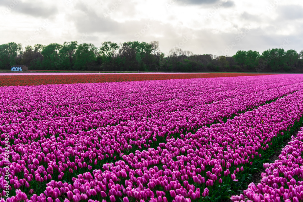 field of tulips in netherlands