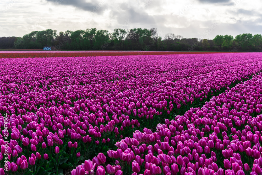 Amazing tulips field in Holland