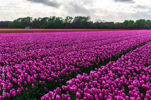 Amazing tulips field in Holland