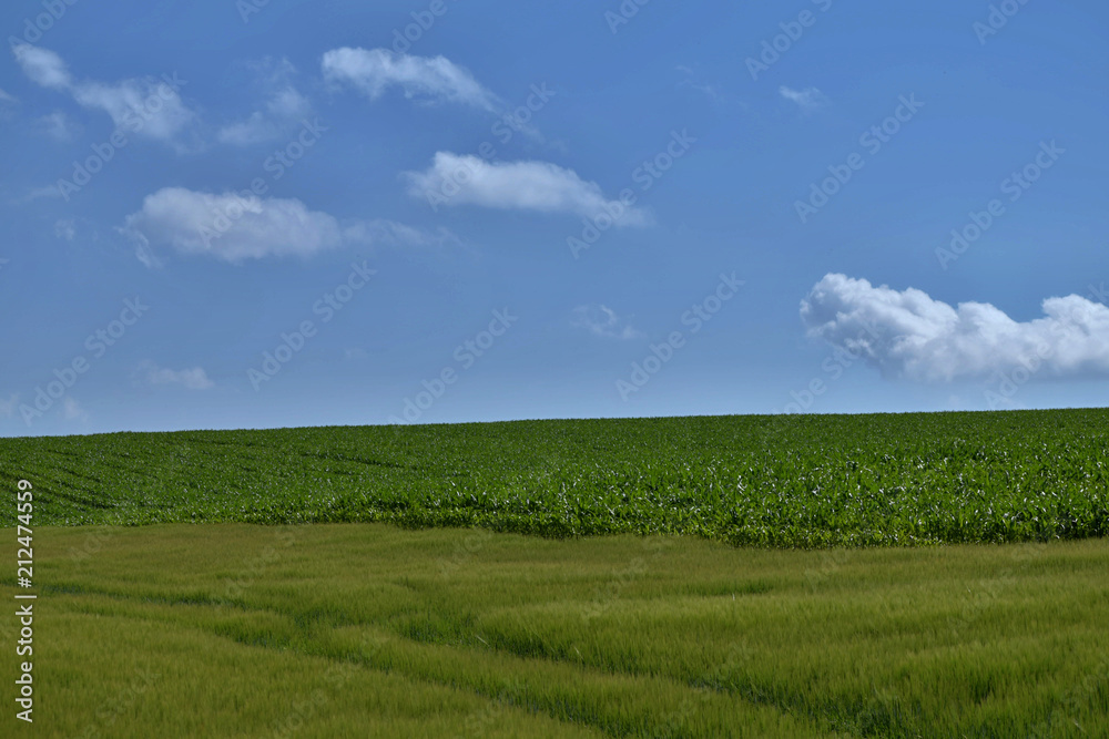 Farm field with corn and grain on a sunny day.