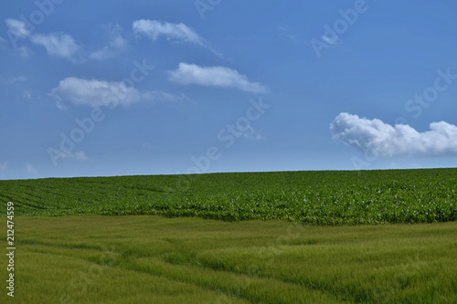 Farm field with corn and grain on a sunny day.