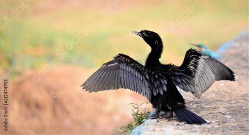 Phalacrocoracidae is a family of approximately 40 species of aquatic birds commonly known as cormorants and shags. Several different classifications of the family have been proposed recently, and the 