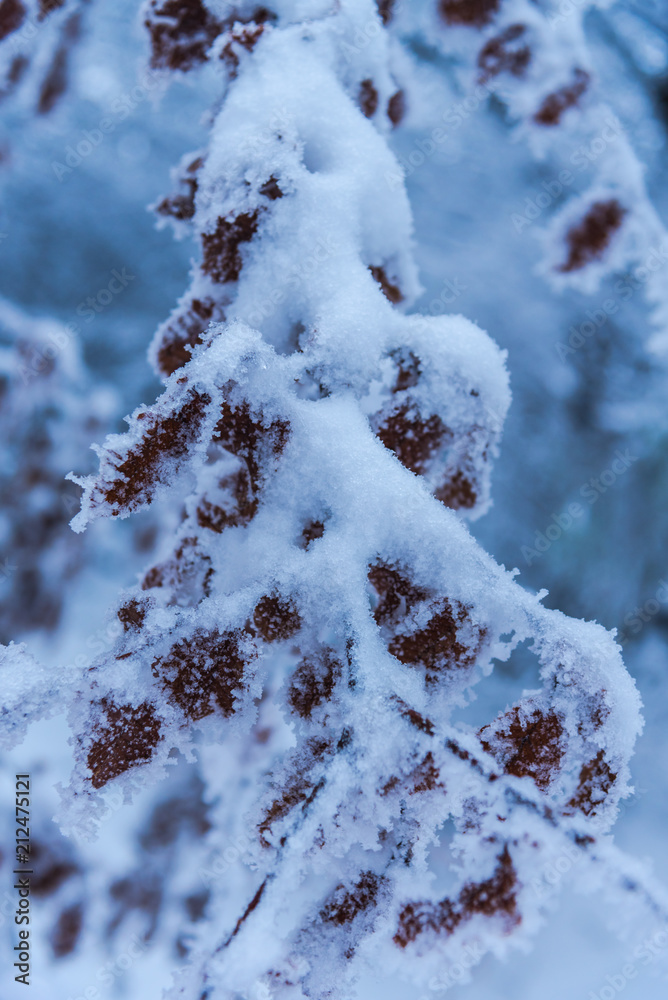 Frozen winter plants in forest Frozen winter plants in forest