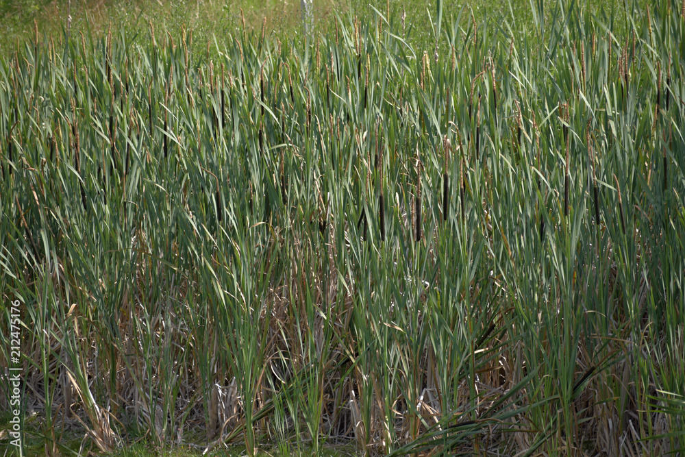 Obraz premium Reed. Cylindrical flower spikes of Bulrushes among reed beds of a lake. Wild nature around a pond.