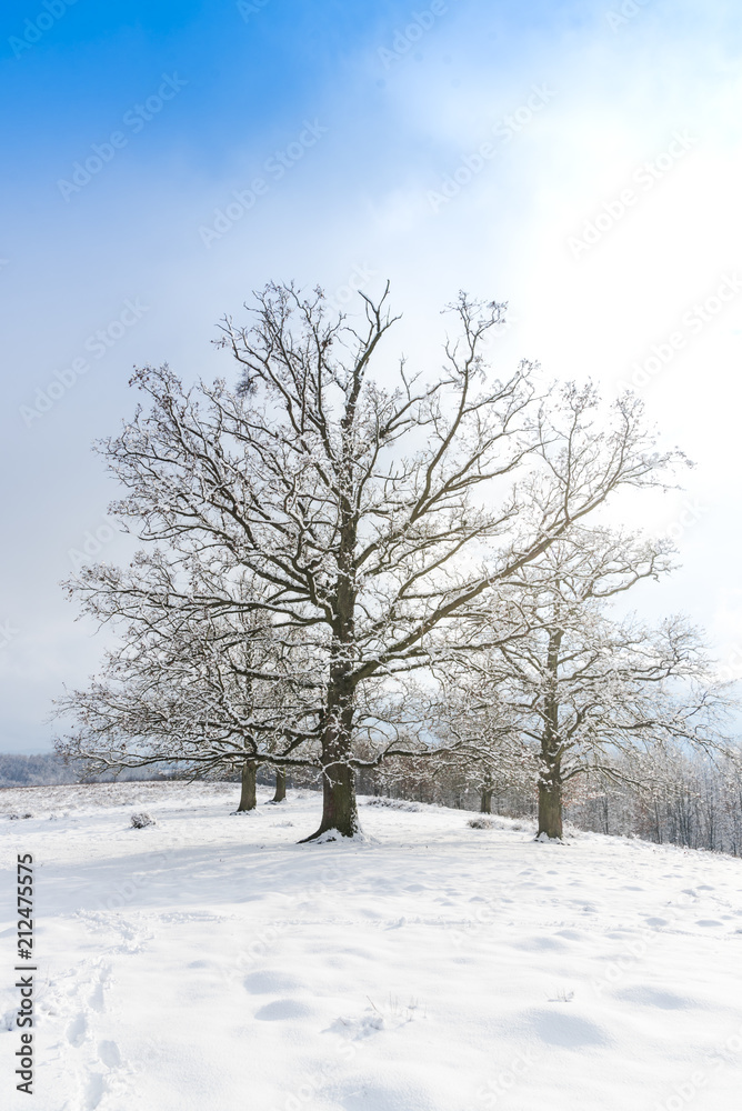Winter landscape Winter landscape